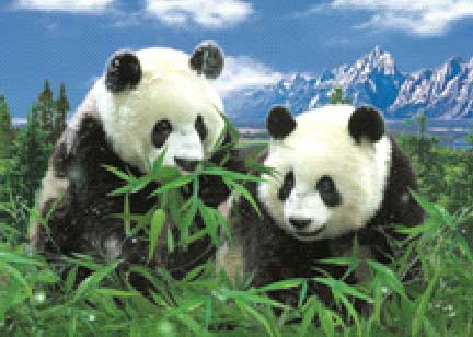 3D LiveLife magneet: Panda\'s